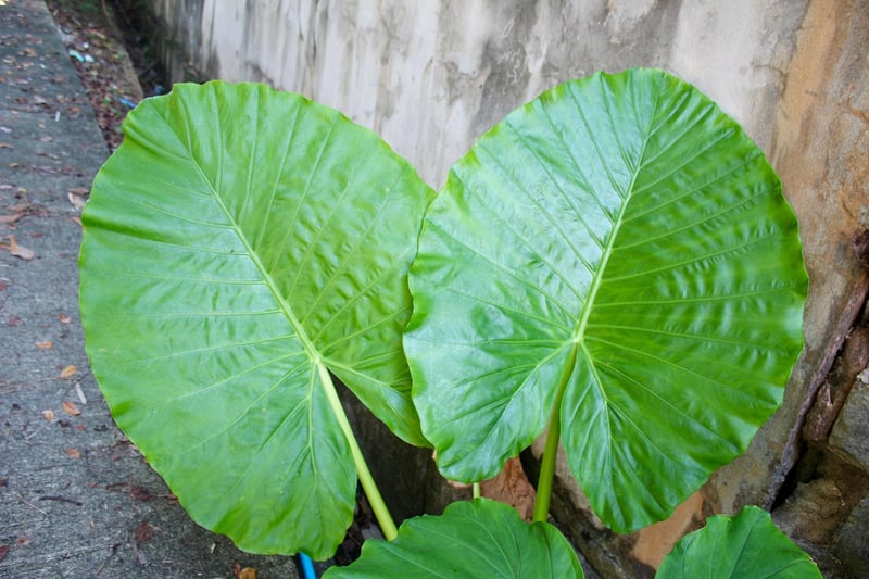 Tropical Flowers and Palm Leaves